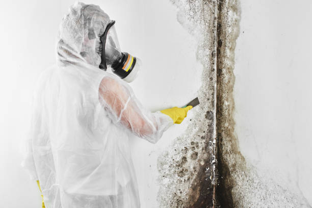Best Toxic Mold Removal  in Babbitt, MN
