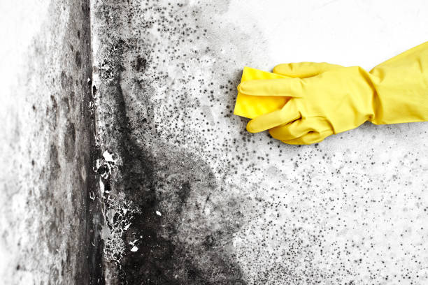 Best Office Mold Removal Services  in Babbitt, MN