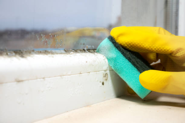 Mold Removal Process in Babbitt, MN
