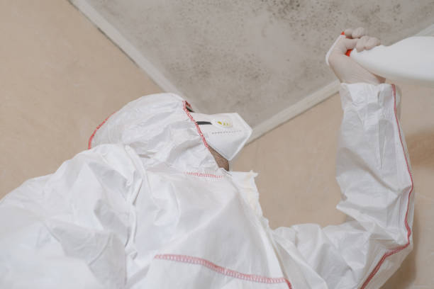 Best Crawl Space Mold Removal  in Babbitt, MN