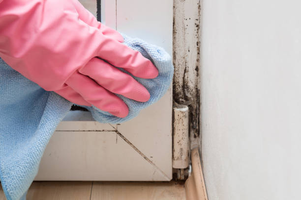 Best Mold Damage Repair  in Babbitt, MN
